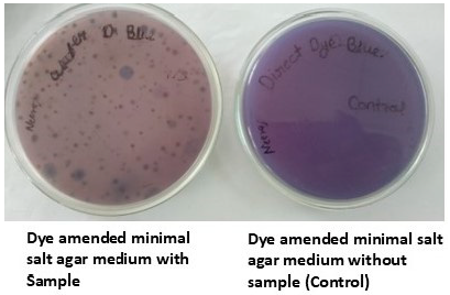 Figure 1: <p>Isolation of Direct Blue-1 decolorizing bacteria.</p>
